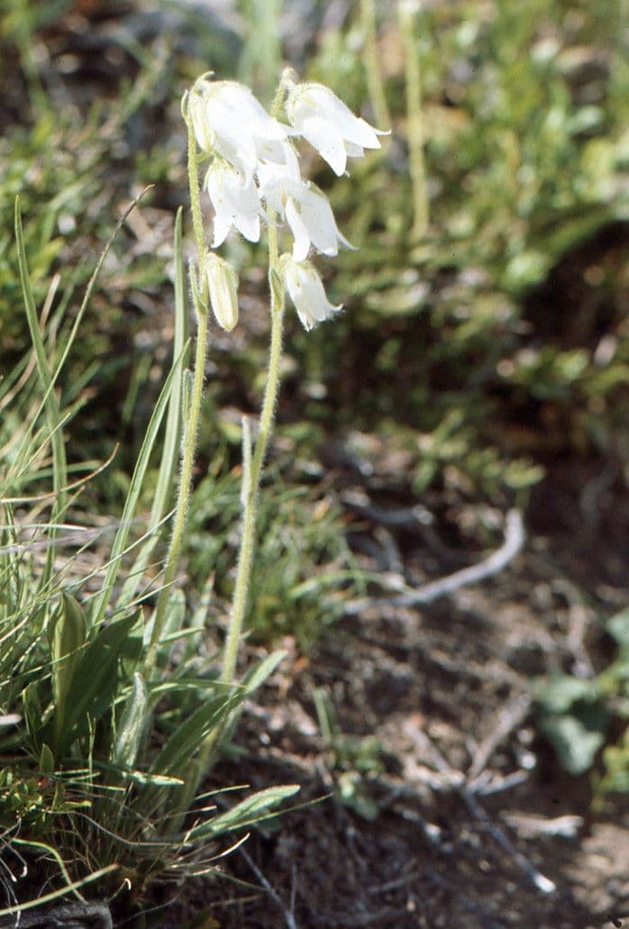 Campanula barbata 13