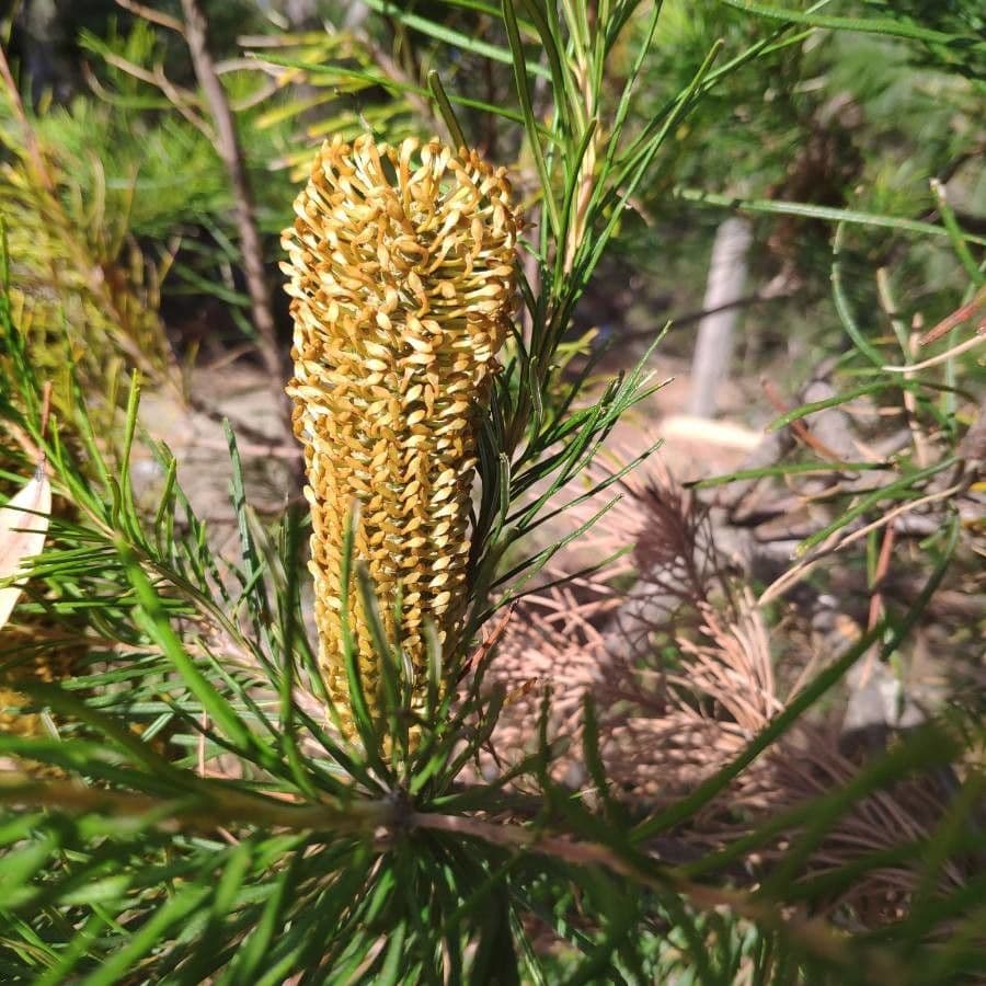 Banksia espigada 5