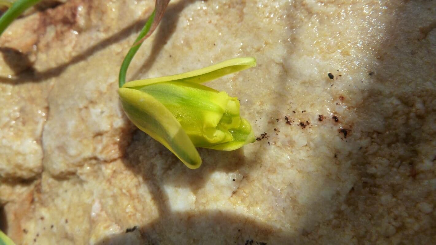 Albuca 2