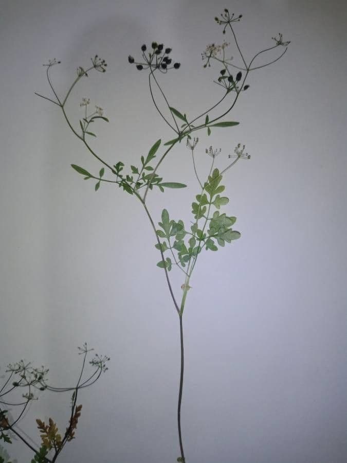 Pignut 3