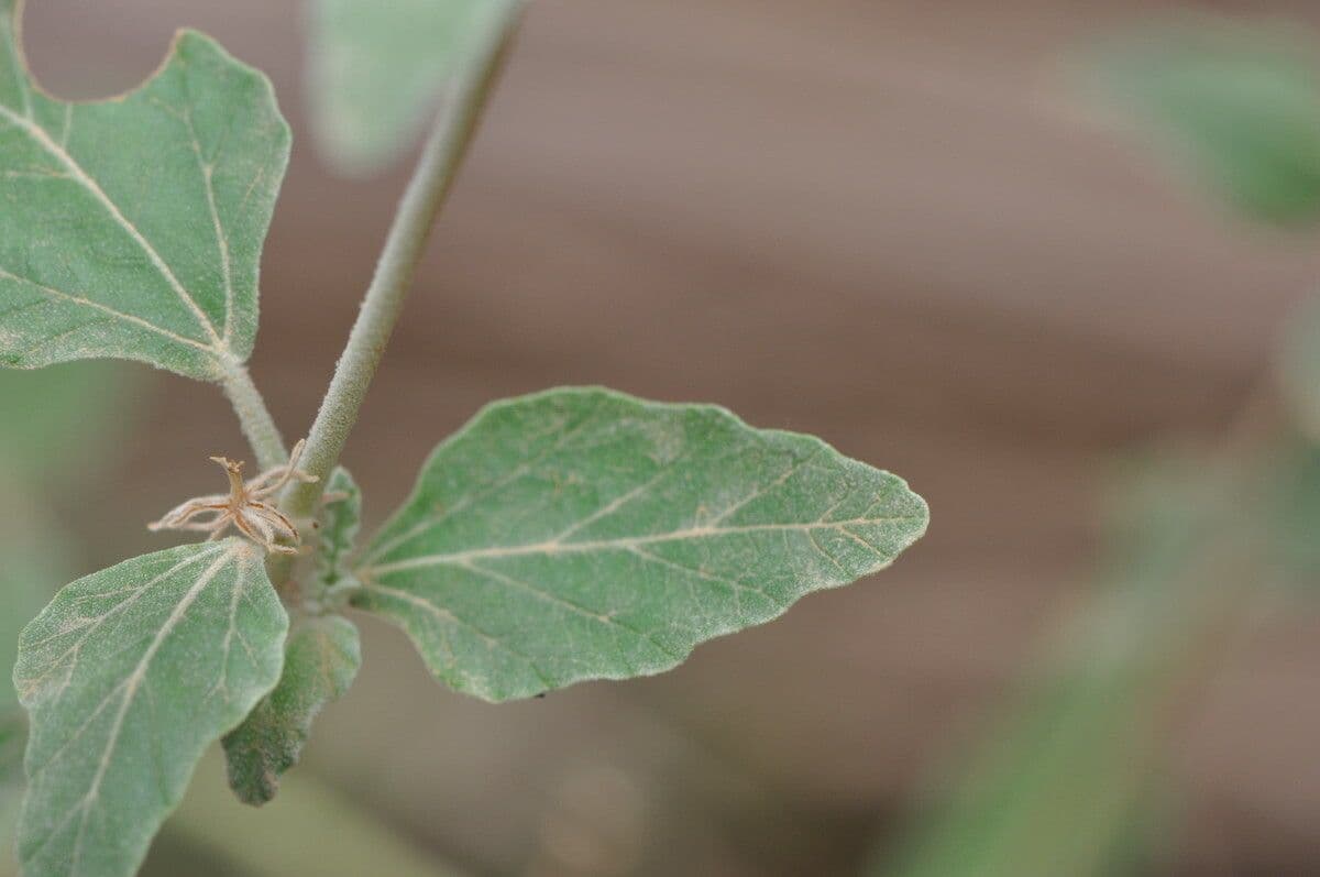 Chrozophora 15