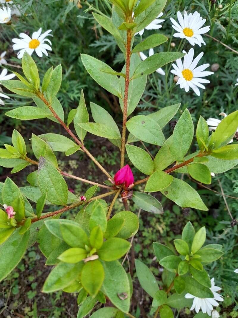 Rododendron 18