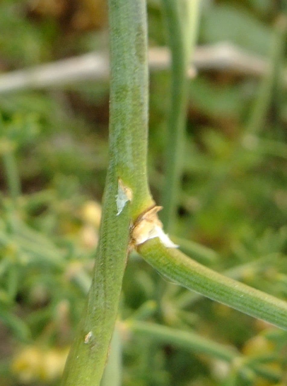 Doldiger Spargel 24