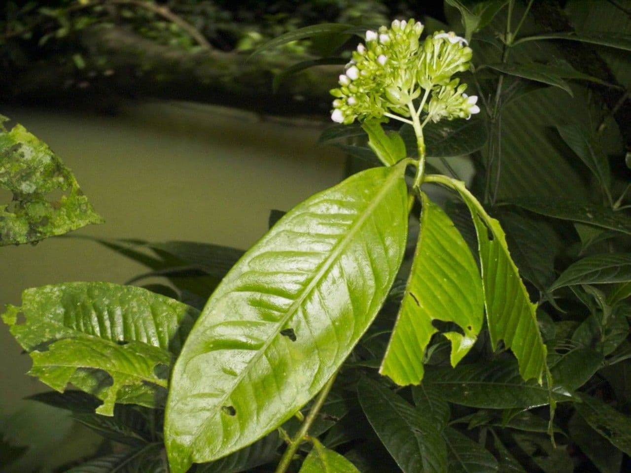 Ardisia 17