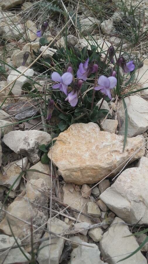Viola rupestre 5