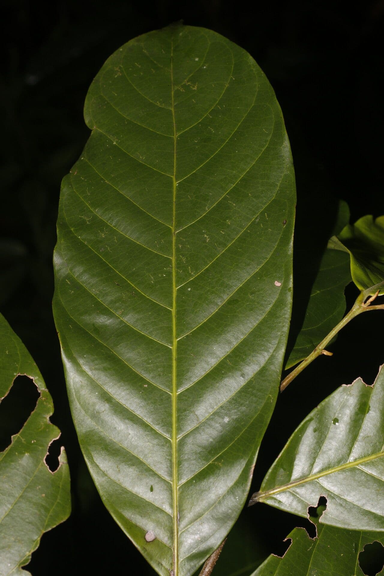 Unonopsis 8