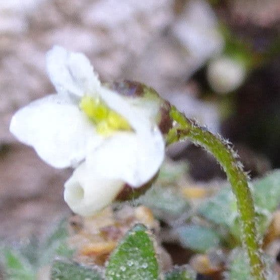 Draba douteuse 5