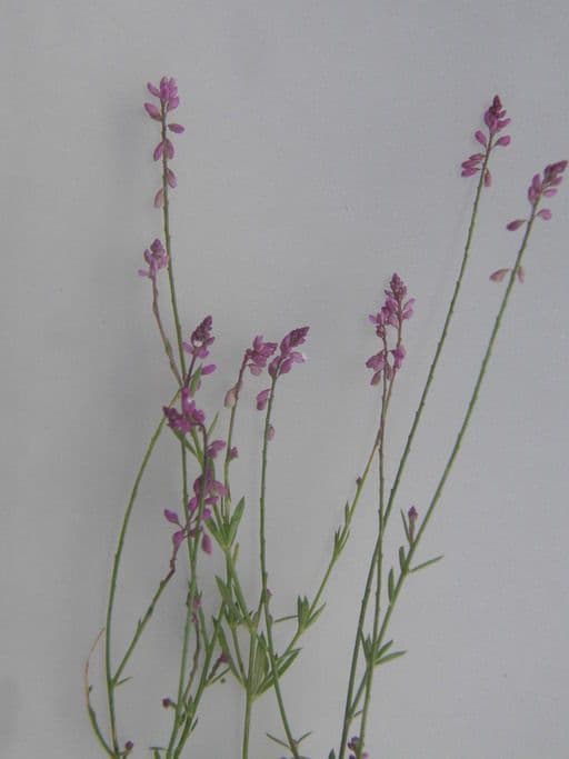 Polygala glochidiata 3
