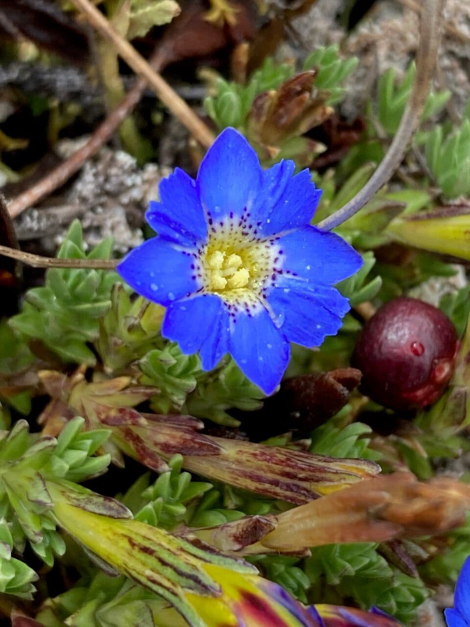 Genziana sedifolia 3