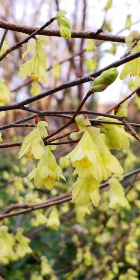 Corylopsis 5