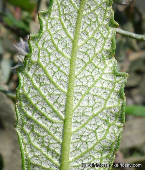 Dickblättriges Eriodictyon 14