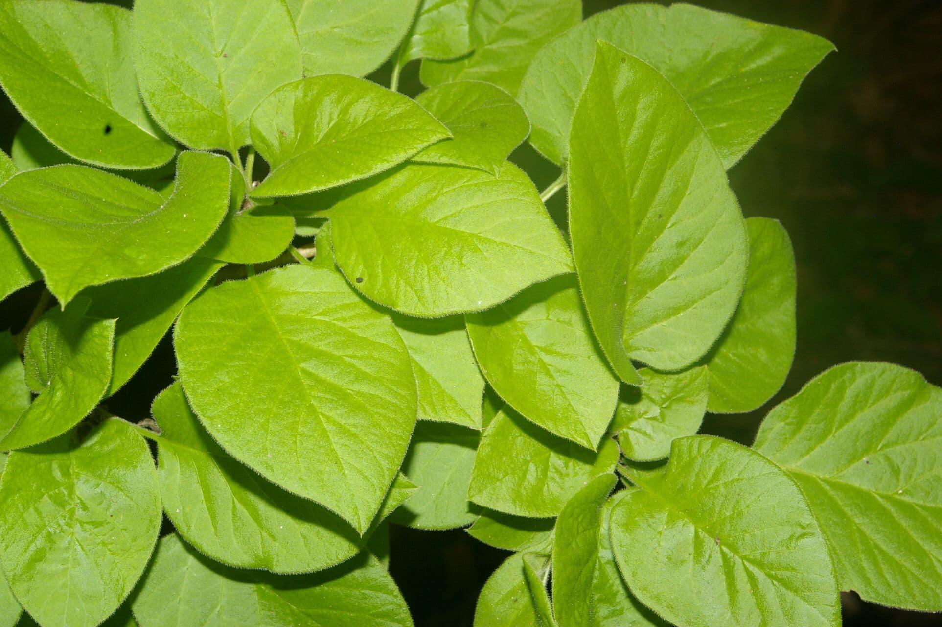 Chomelia spinosa 8