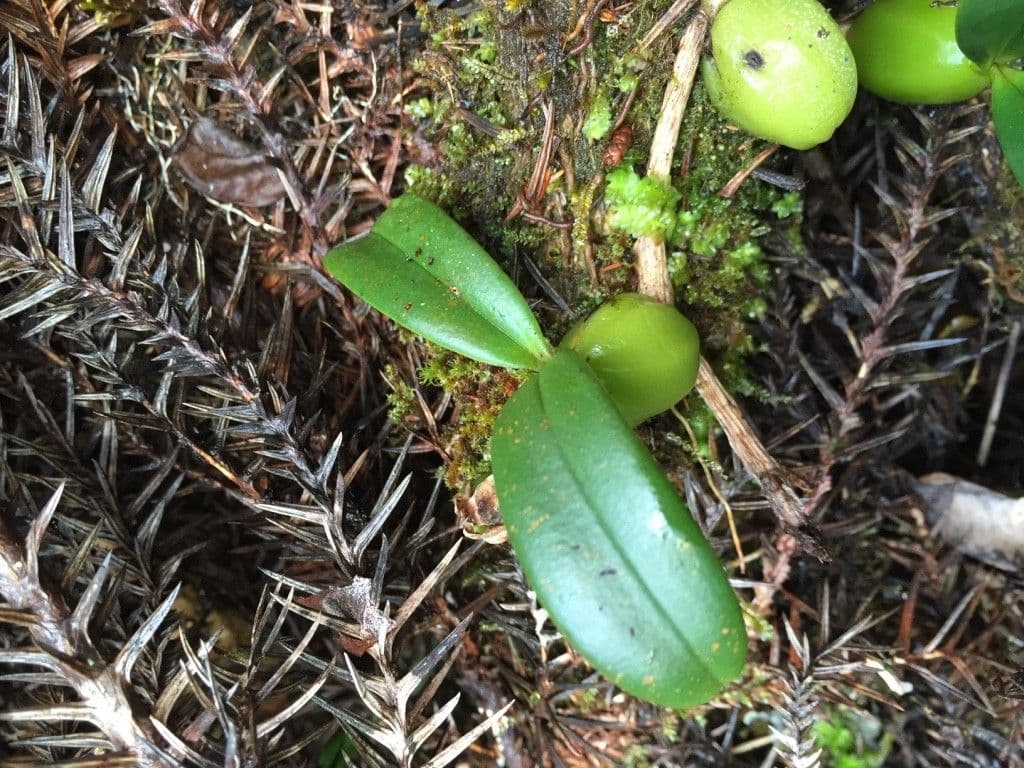 Bulbophyllum 17