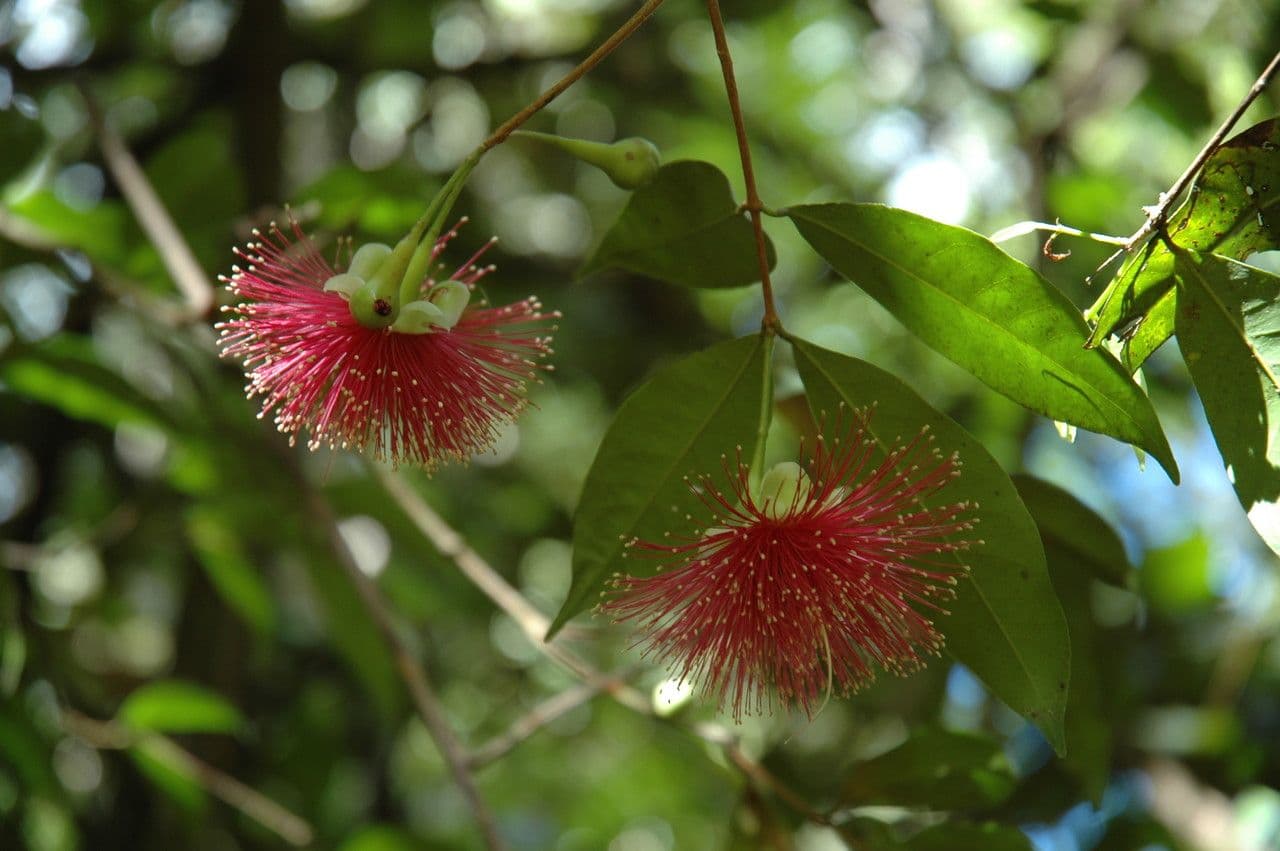 Syzygium