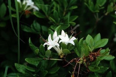 Azalea dolce 9