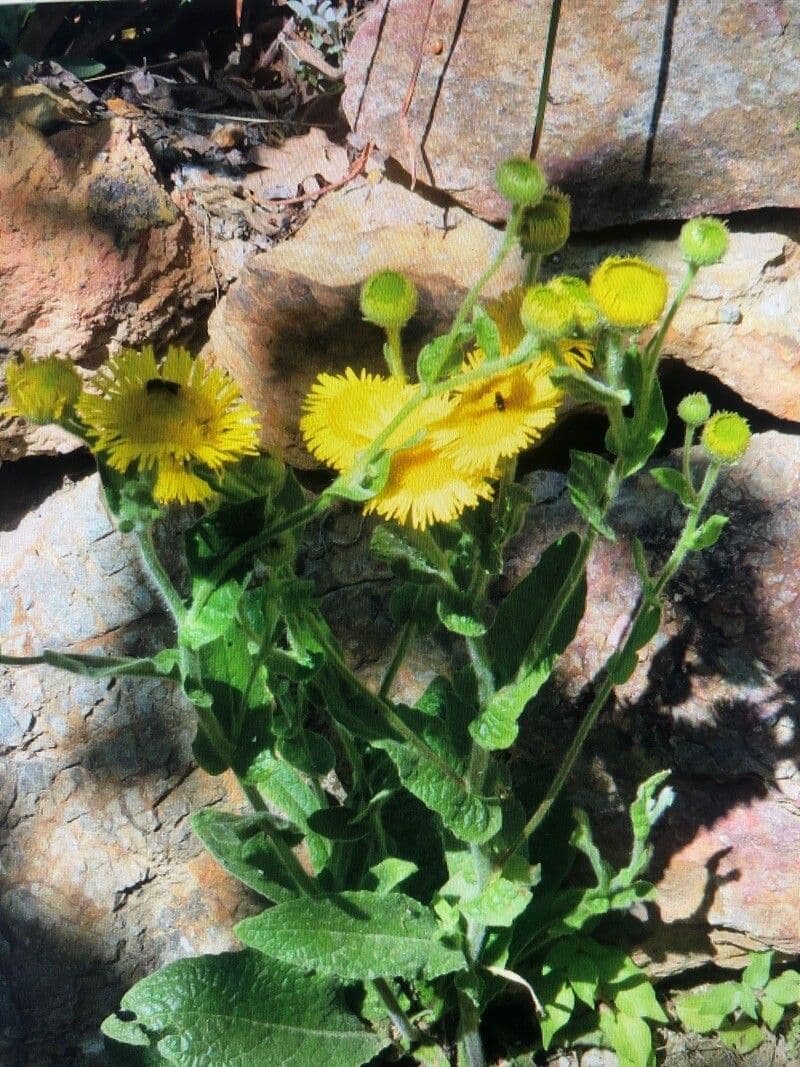 Pulicaria odora 6
