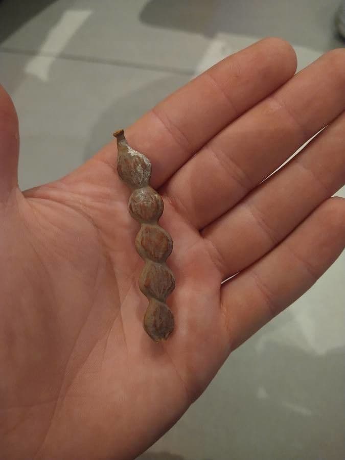 Prosopis affinis
