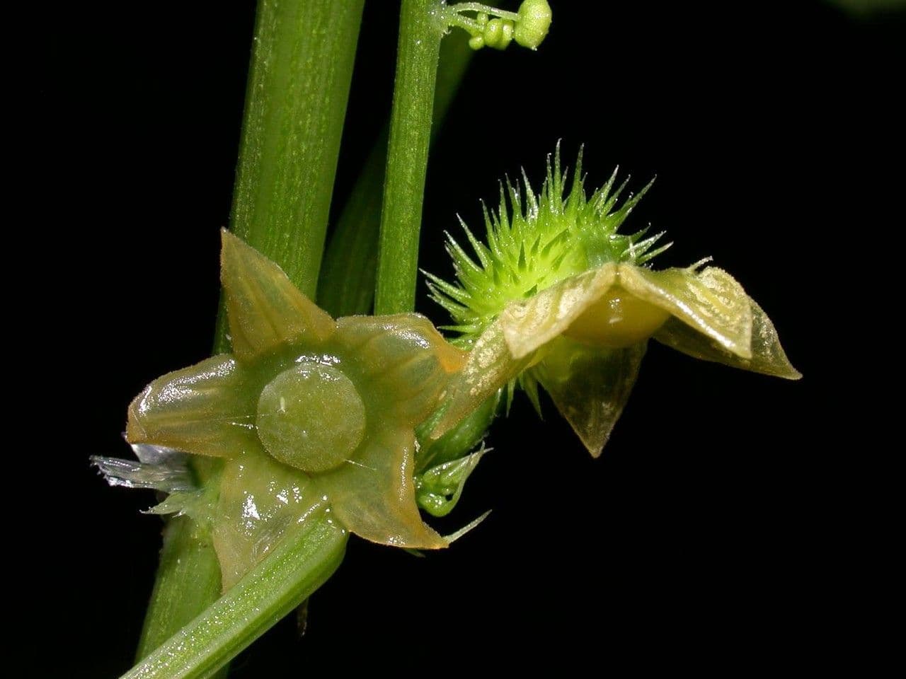 Cyclanthera 3