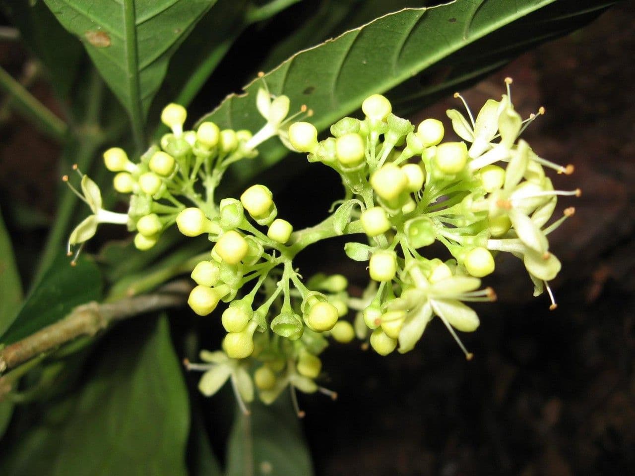 Aegiphila 5