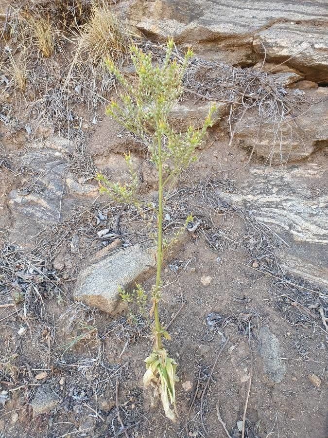 Kalanchoe 8