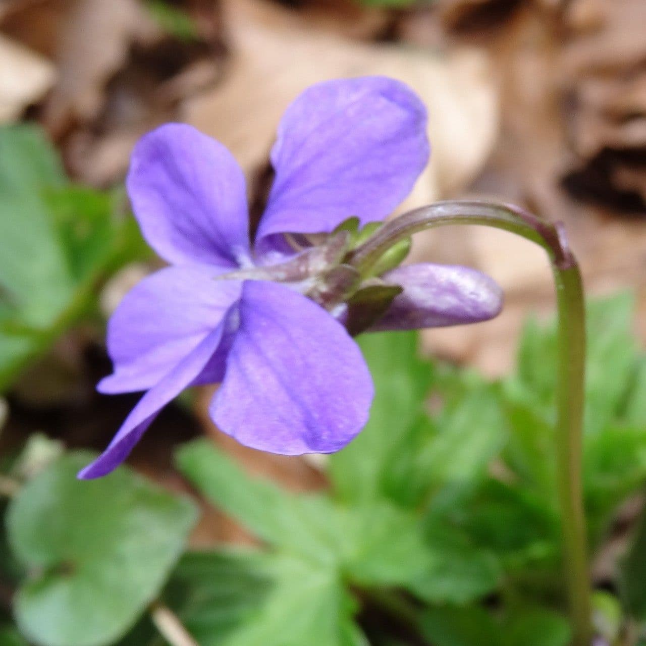Viola pirenaica