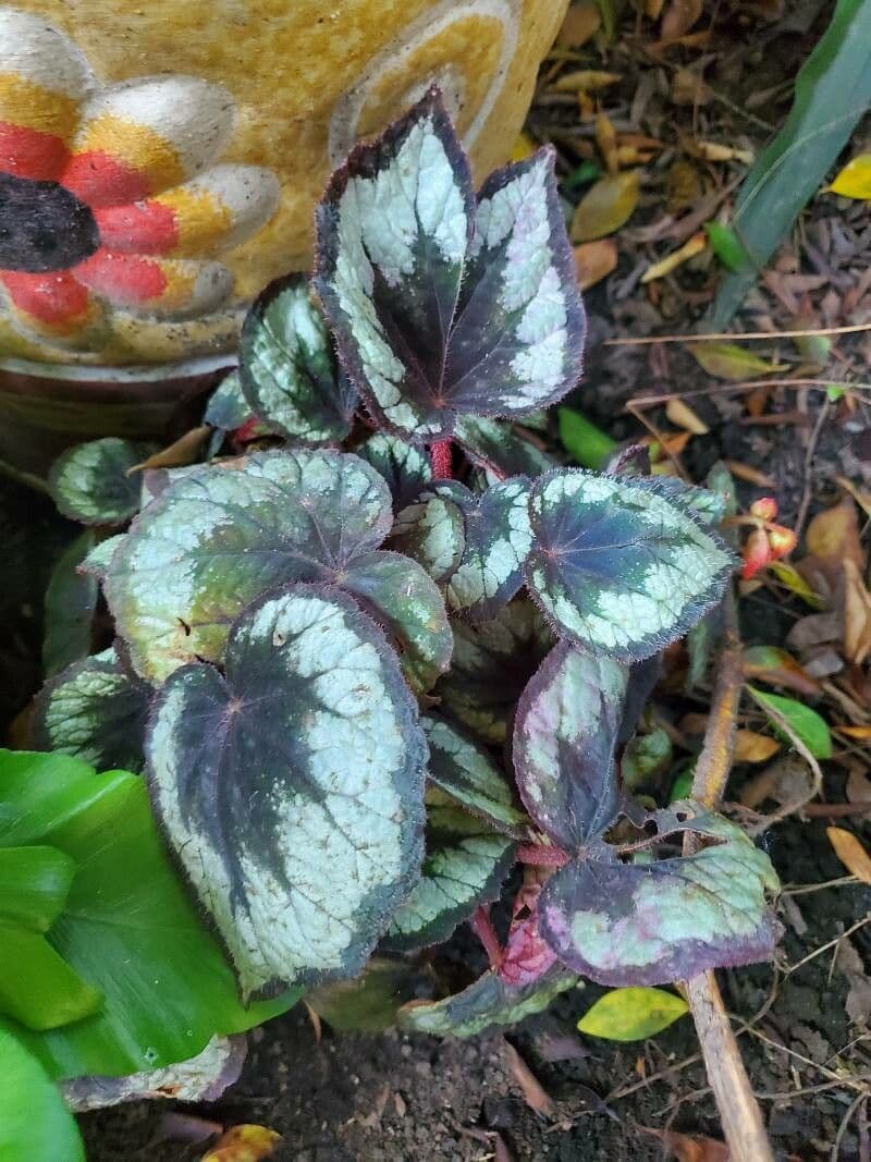 Begonia 10