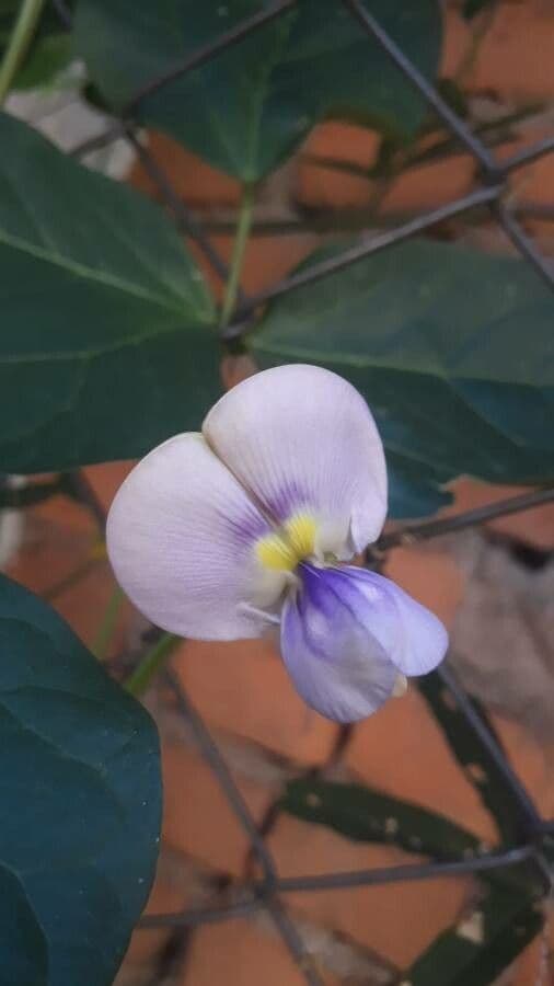 Vigna frutescens 10