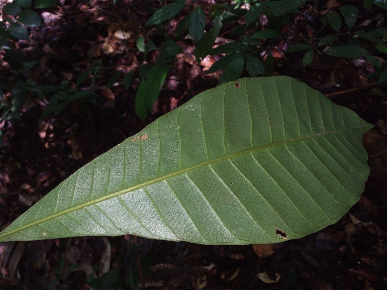 Chrysophyllum 4