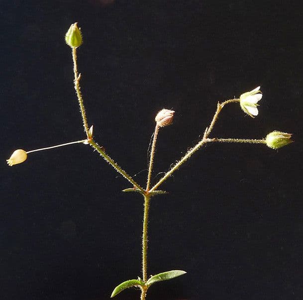Arenaria modesta 14