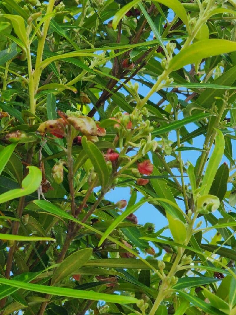 Lorbeerblättrige Tristaniopsis 4