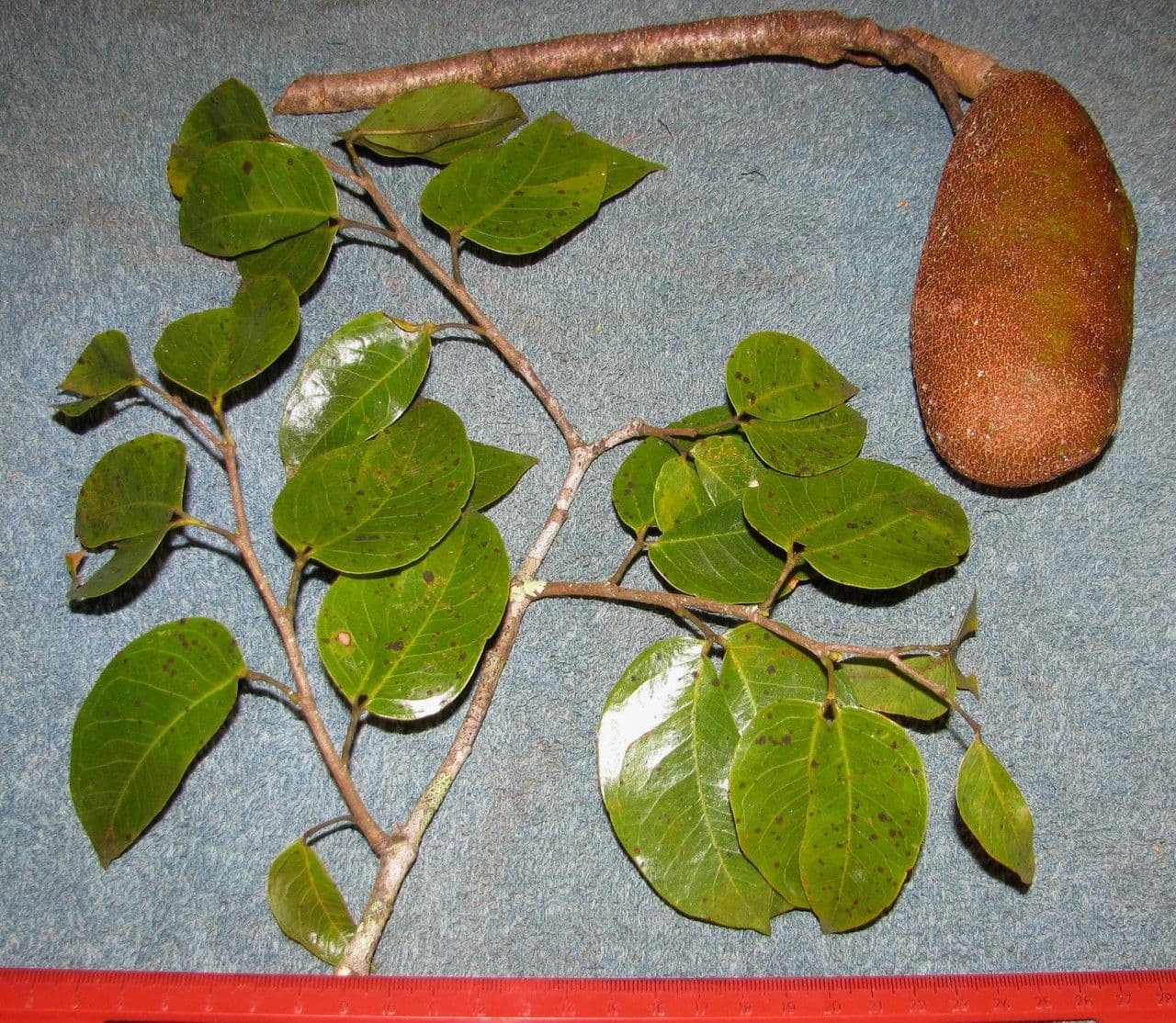 Hymenaea courbaril 25
