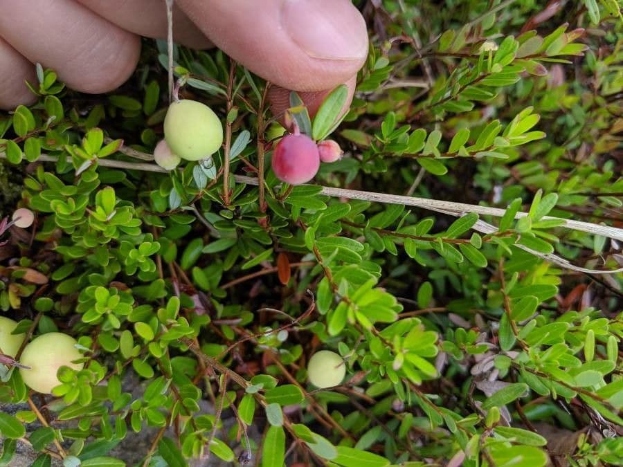 Gaultheria 4