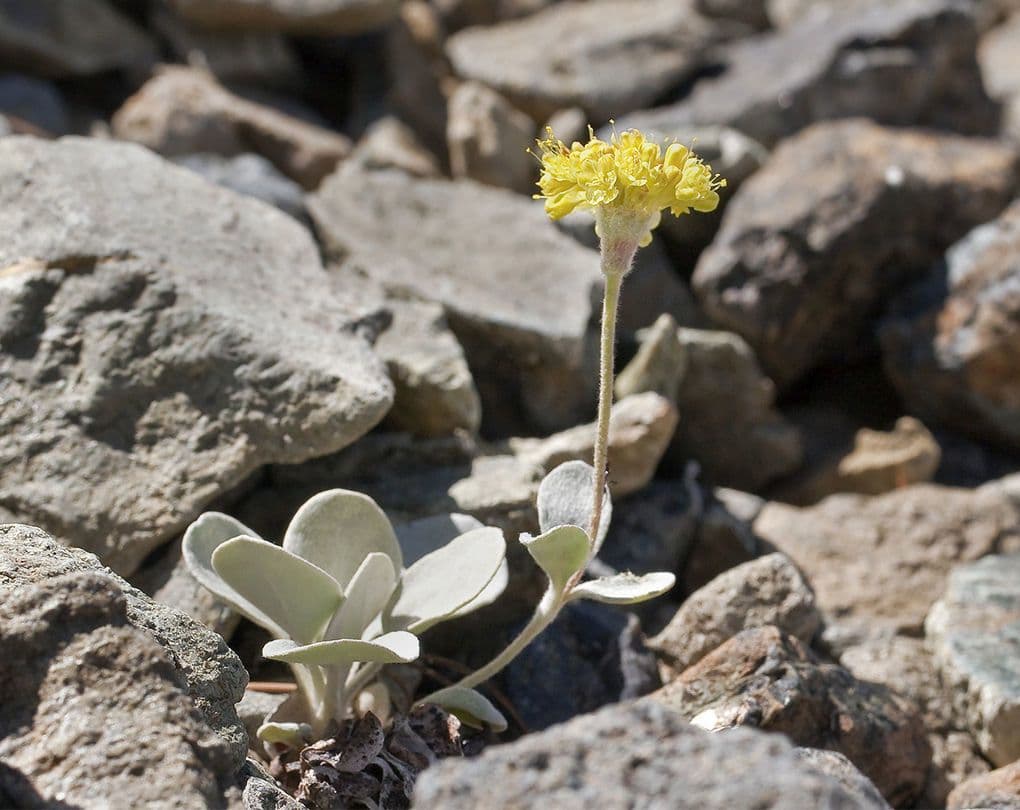 Eriogonum 10