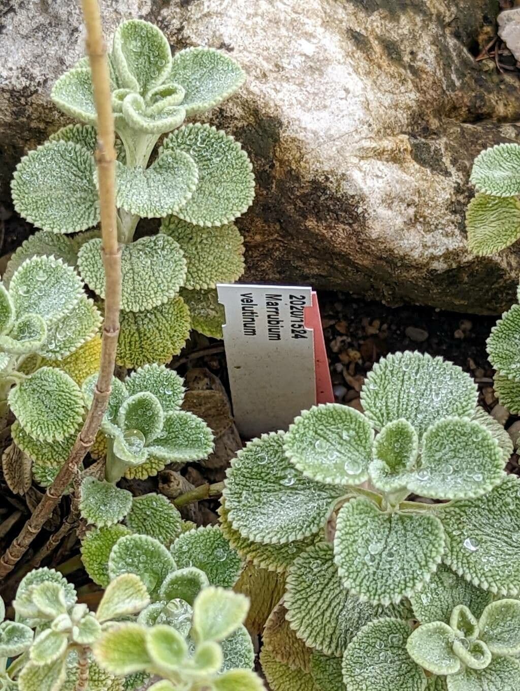 Marroblanco 4