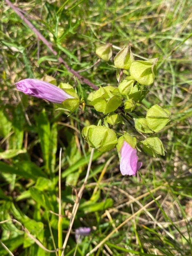 Malva moscata 26