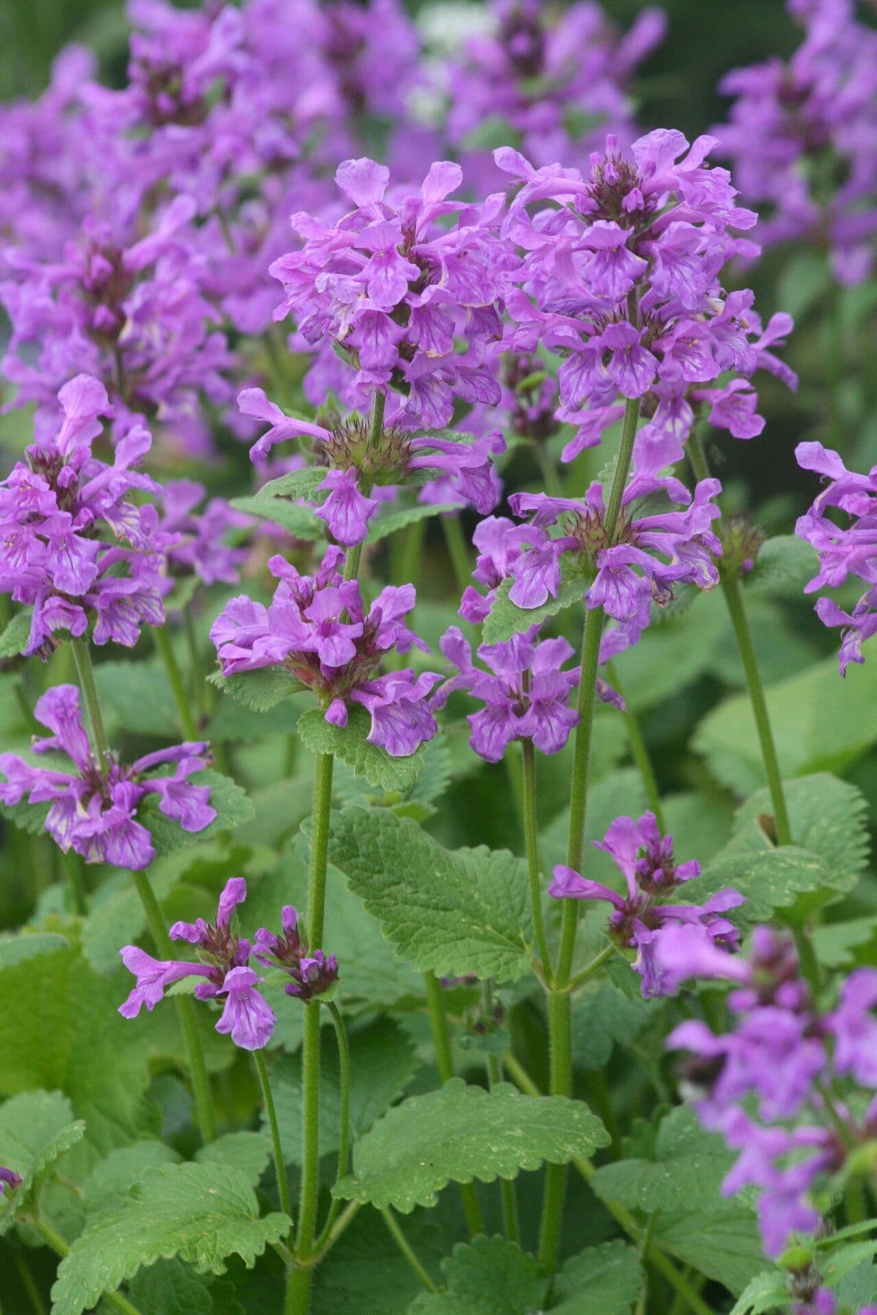 Big-sage 4