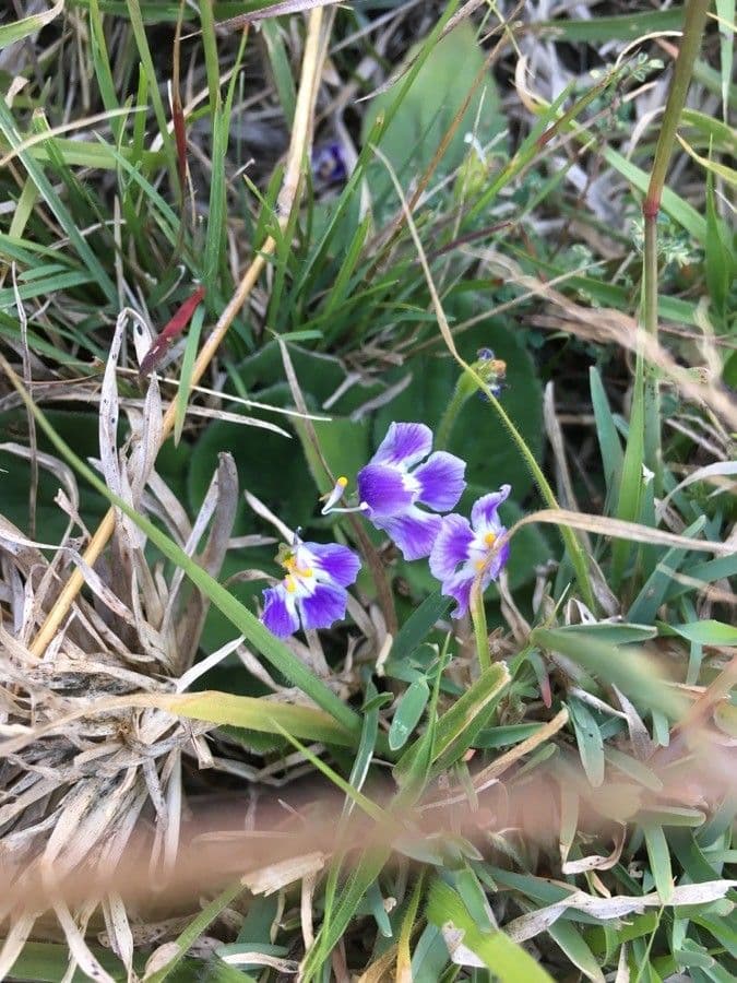 Craterostigma 5