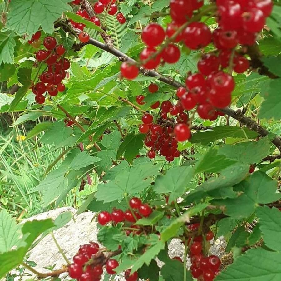 Ribes petraeum 18
