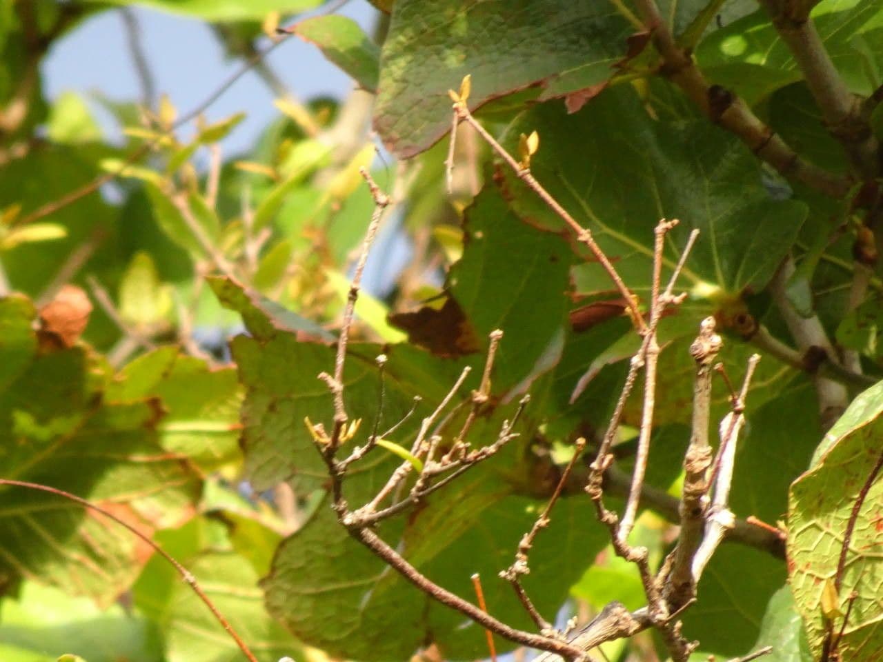 Coccoloba 3