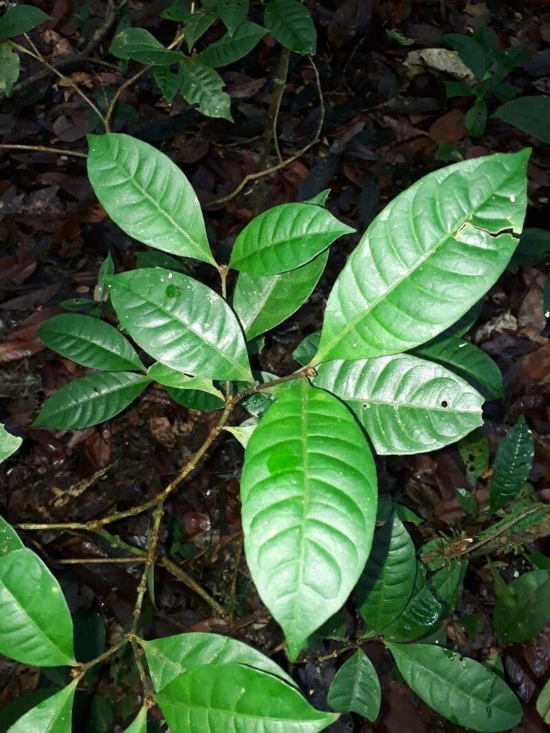 Eumachia 5