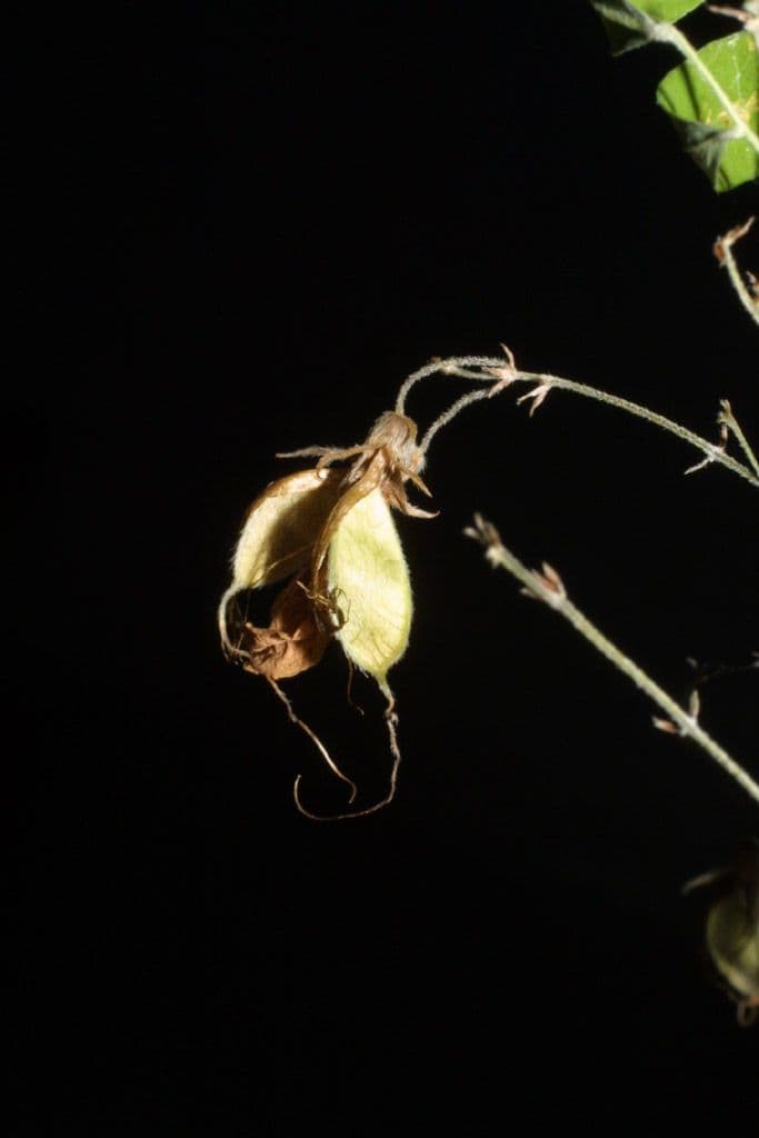 Lespedeza bicolore 4