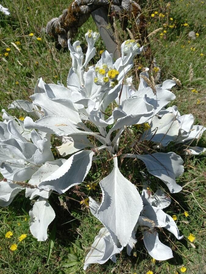 Senecio 12