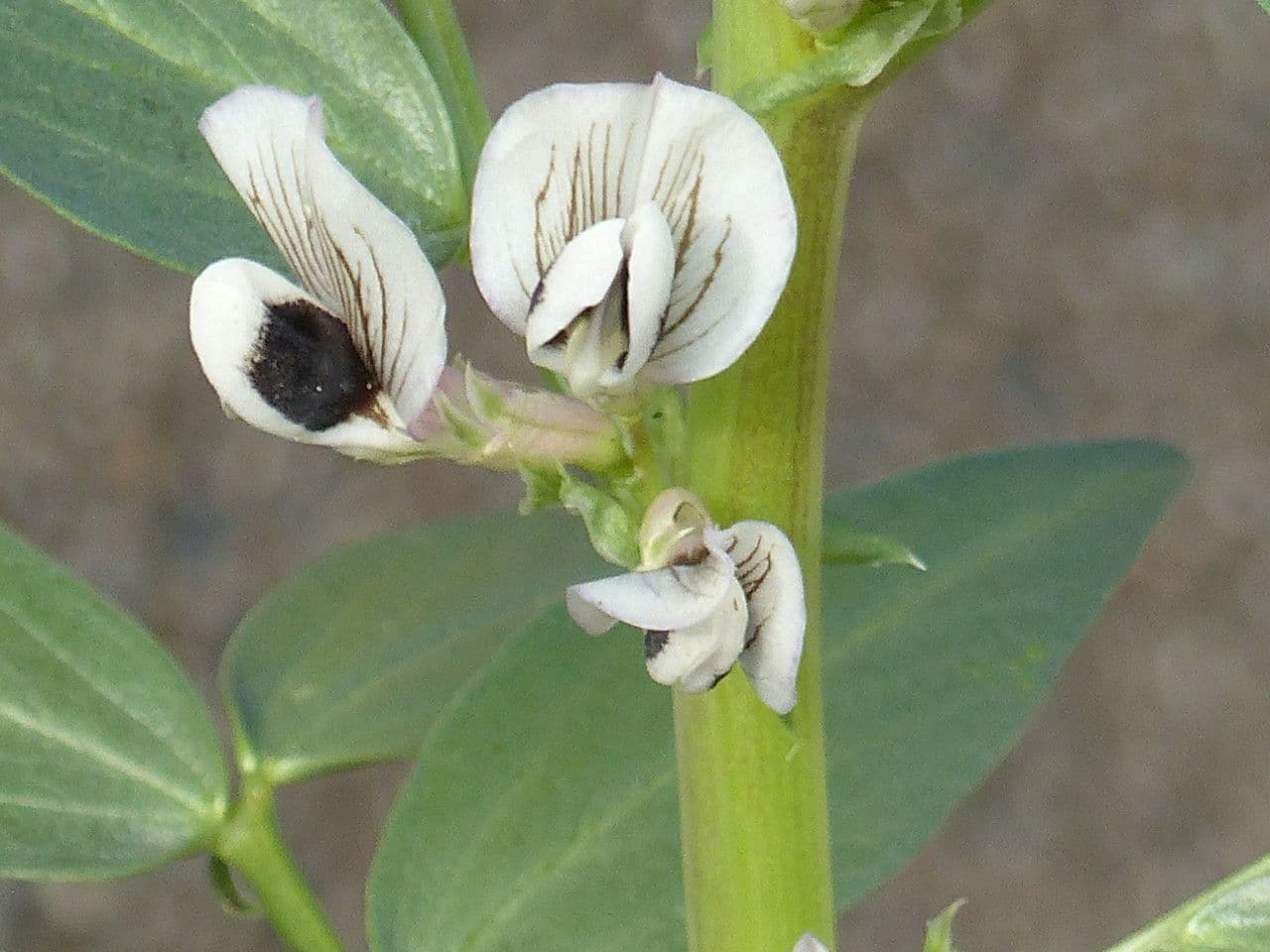 Ackerbohne 10