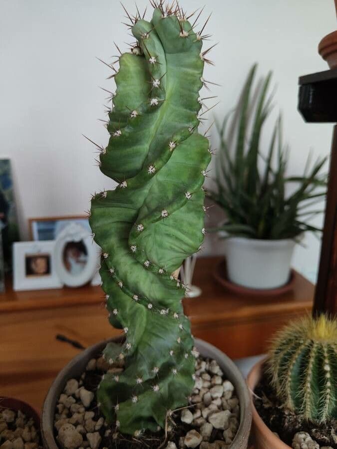 Cactus 8