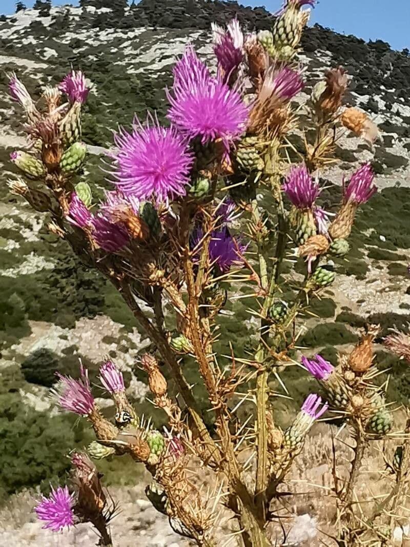 Cardo cretese 3