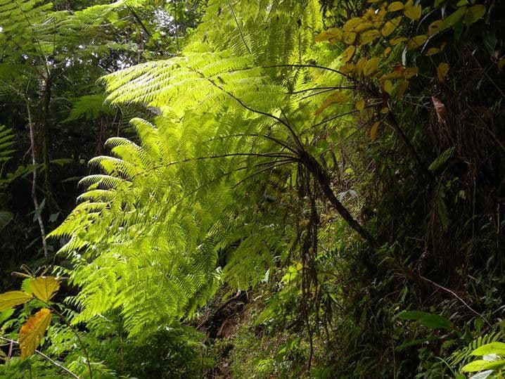 Cyathea bicrenata 6
