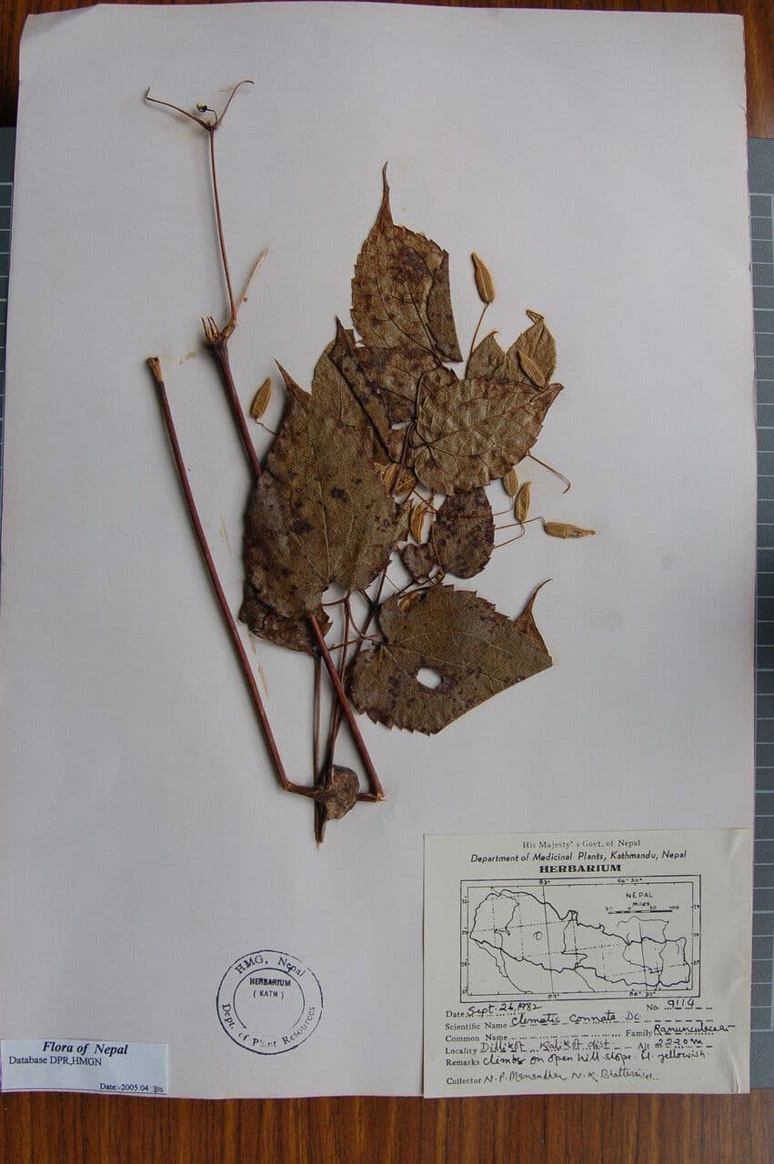 Clematis connata 13
