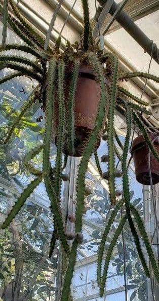 Pfeiffera 4