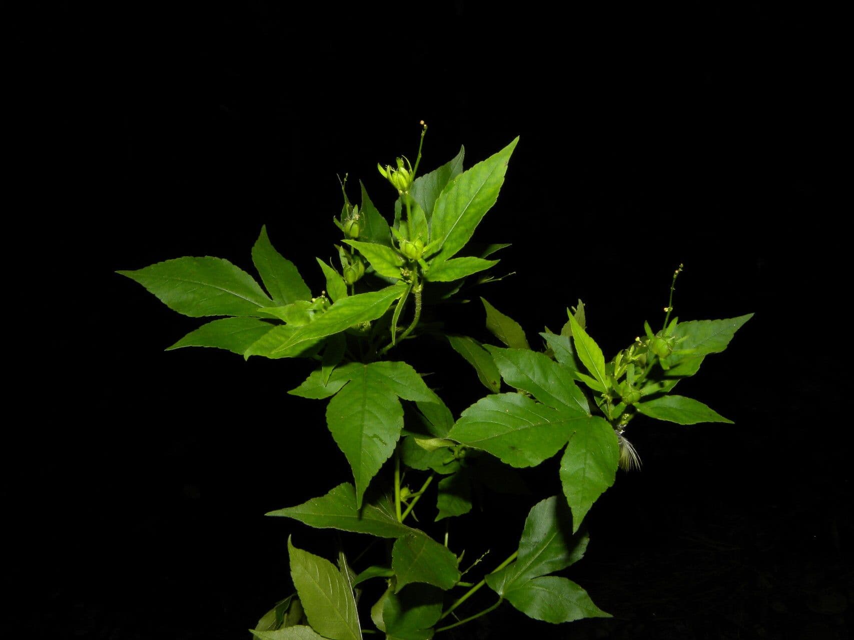 Croton lobato 11