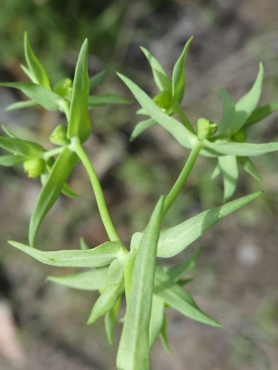 Kleine Wolfsmilch 19